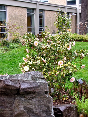 . Located on the entrance corner of the garden, ‘April Blush’ makes everyone stop to ask “what is that plant?” photo credit: R. Robert