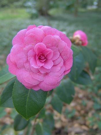 Camellia japonica ‘April Kiss’ has a moderate growth rate making it ideal for patio or screen plantings. 
