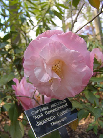 Camellia japonica ‘April Remembered’ has one of the largest flowers in the April  series. photo credit: R. Robert