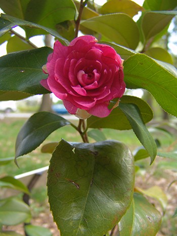 Camellia japonica ‘April Rose’ is one of the best in the April series for cold hardiness.  photo credit: R. Robert