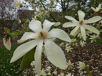 Magnolia 'Gold Star' (7) JWC