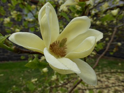 A small tree with a wide, round canopy, Magnolia ‘Lois’ produces a multitude of compact deep, clear-yellow flowers. photo credit: J. Coceano