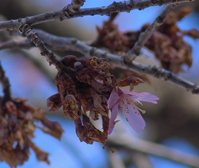 Most of the Prunus 'Okame' blooms were destroyed by frost. photo credit: R. Robert