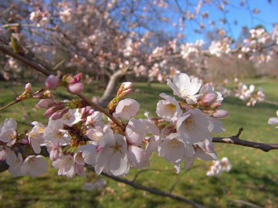 Prunus x yedoensis typically opens mid-season thus was not affected by the cold snap. photo credit: R. R.obert