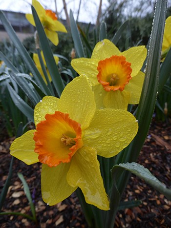 Narcissus 'Ceylon' bloom detail with rain droplets (3) JWC