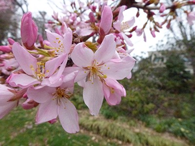 Prunus 'Beni Hoshi' JTB (3)