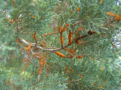 During damp springs, cedar quince rust (Gymnosporangium clavipes) produces cushion-shaped, orange, gelatinous blisters through the bark where the branches are swollen on cedars and junipers. photo credit: R. Robert