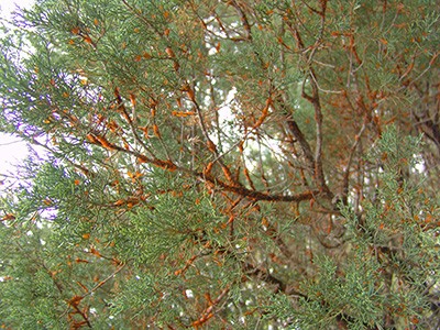 A few hours of wet, cool (74 to 78 degrees F) spring weather are sufficient for telial swelling on the juniper and the release of basidiospores. photo credit: R. Robert
