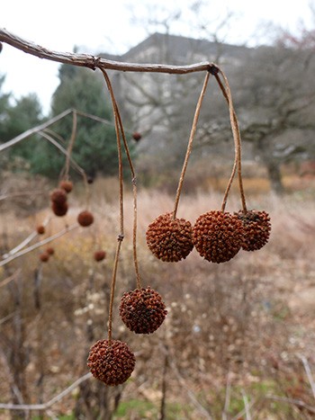 Cephalanthus occidentalis seed heads are visable during the iwinter. photo credit: J. Coceano