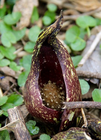 Almost immediately apparent after reaching the creek were the unique flowers of the Skunk Cabbage (Symplocarpus foetidus) which emerge before the skunk-smelling leaves. photo credit: A. Bacon