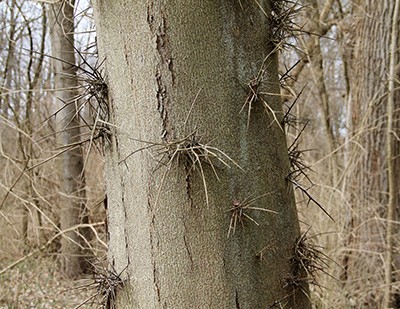 The thorned honeylocust evolved these thorns to deter megafauna (large animals, many of which are now extinct) which would eat its bark and damage the tree while reaching for the large seedpods. photo credit: A. Bacon