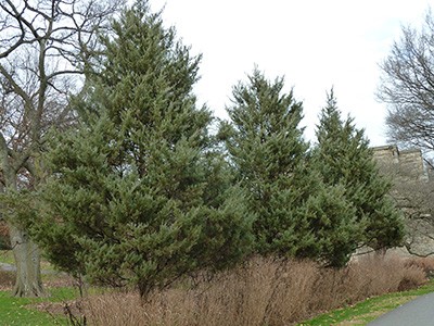 Juniperus virginiana 'Burkii' look great in fall display for the BioStream. photo credit: J. Coceano