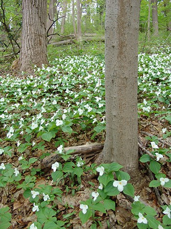 The banks of the Crum are covered with trillium in the spring as reminents of the Oak Knoll estate. photo credit: R. Robert