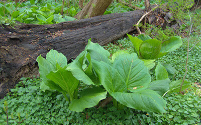 Plants of the Week: October 9