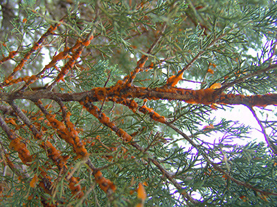 Cedar Quince Rust