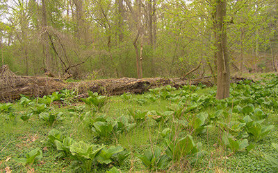 Unique Ecosystem of Skunk Cabbage Hollow