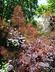 Plants of the Week: September 11