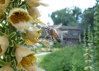A Walk through the Wister Forest