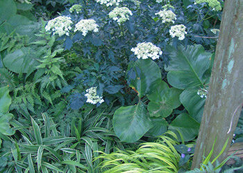Hydrangea arborescens ‘Riven Lace’