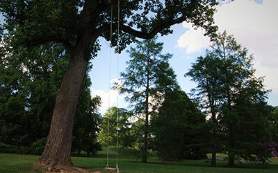 Plants of the Week: September 4