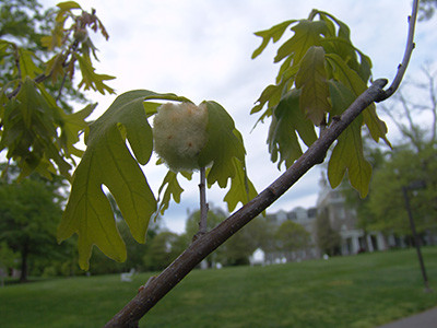 Wool-sower gall