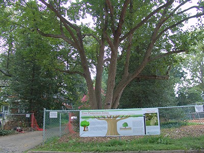 Tree Protection Zone is an area where construction and equipment are prohibited.  photo credit: R. Robert