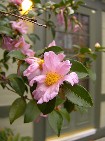 Hardy Camellias: The April Series