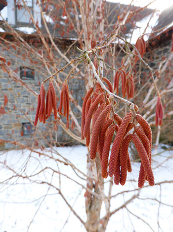 Plants of the Week: January 9