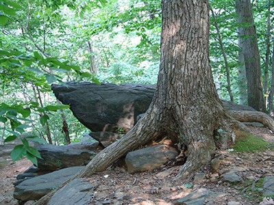 Alligator rock can be found on this stretch of Crum Woods. photo credit: R. Robert