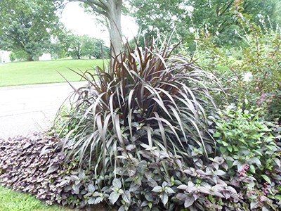 Pennisetum Vertigo (r) Purple Fountain Grass -GW2