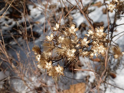 Later in the season, this multi-faceted plant provides winter interest thanks to its strong texture and the contrast between its dark stems and fluffy cream-colored seed heads. 
