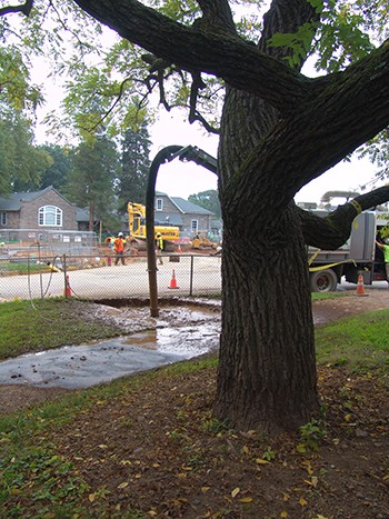 From this angle, you can see that the area under renovation is in the dripline of this mature tree. photo credit: R. Robert