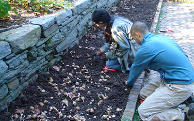 Bulbs! Fall is for Planting