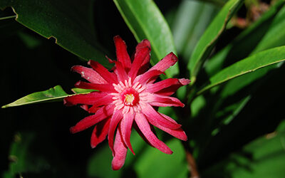 Plants of the Week: October 16