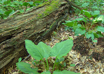 Forgotten Fabulous Fall Color Trails
