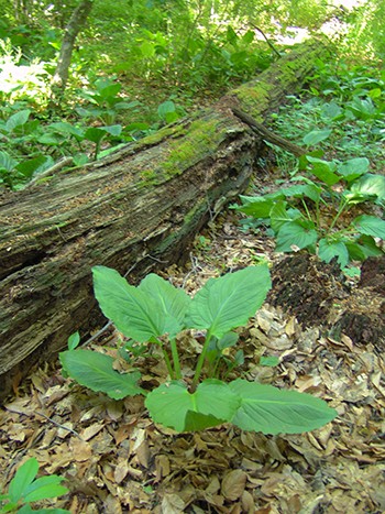 Decaying logs surround by an understory of skunk cabbage is another characteristic of an old-growth forest. photo credit: R. Robert