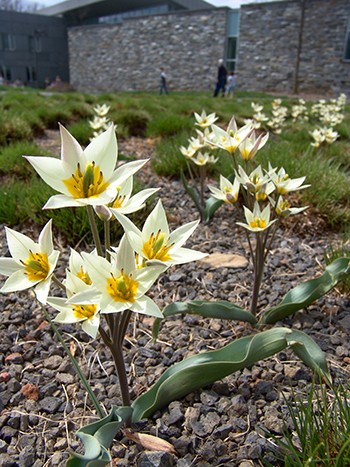 Tulipa turkestanica planted in an infiltration bed outside of the Science Center. photo credit: R. Robert