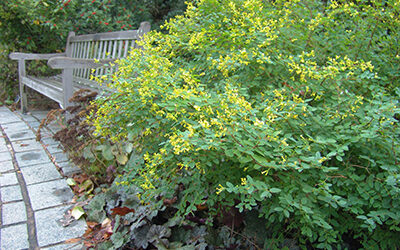 Plants of the Week: October 9