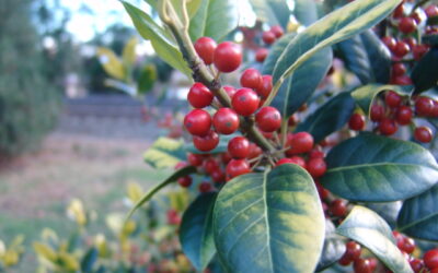 Plant of the Week: November 20