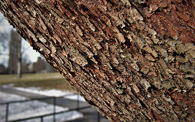 Plants of the Week: February 5