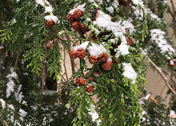 Chamaecyparis obtusa var. formosana