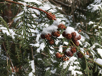 Chamaecyparis obtusa var formosana