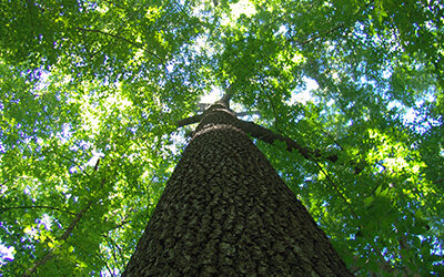 Red Oaks and the American Revolution