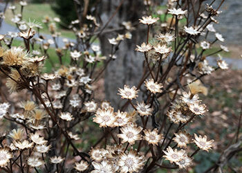 Plants of the Week: December 11