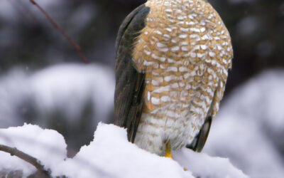 Winter Birding with iNaturalist