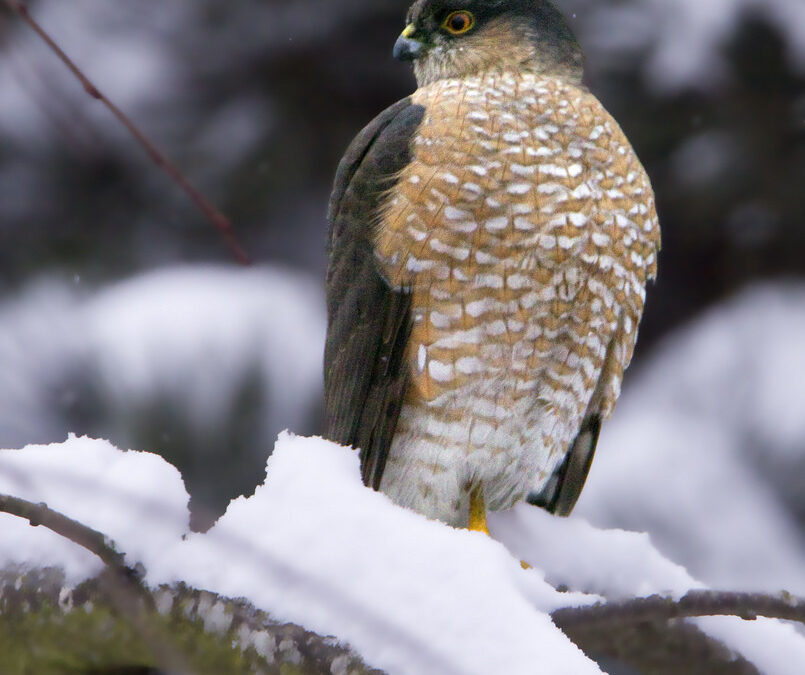 Winter Birding with iNaturalist