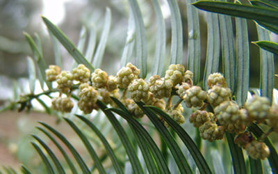 Plants of the Week: March 26