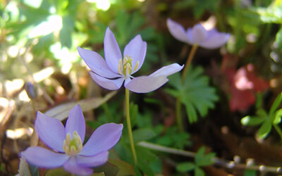 Plants of the Week: April 23