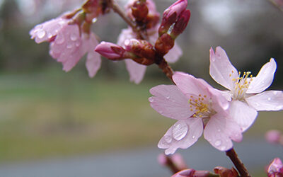 Plants of the Week: April 2