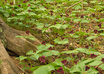A Spring Stroll through the Beautiful Trillium Slope